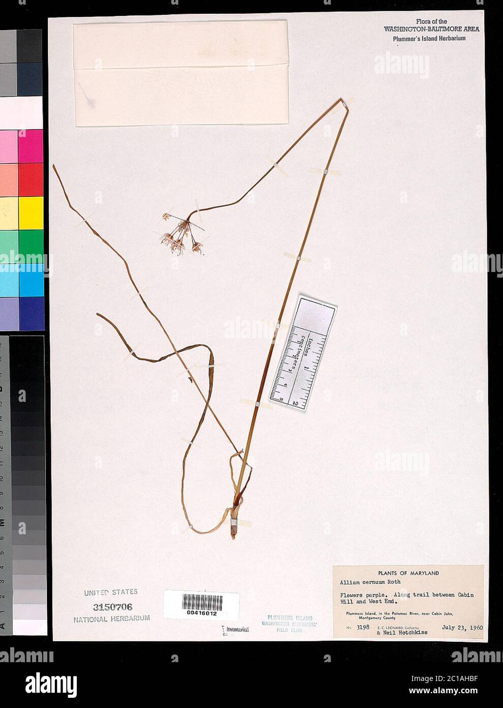 Allium cernuum Roth Allium cernuum Roth. Banque D'Images