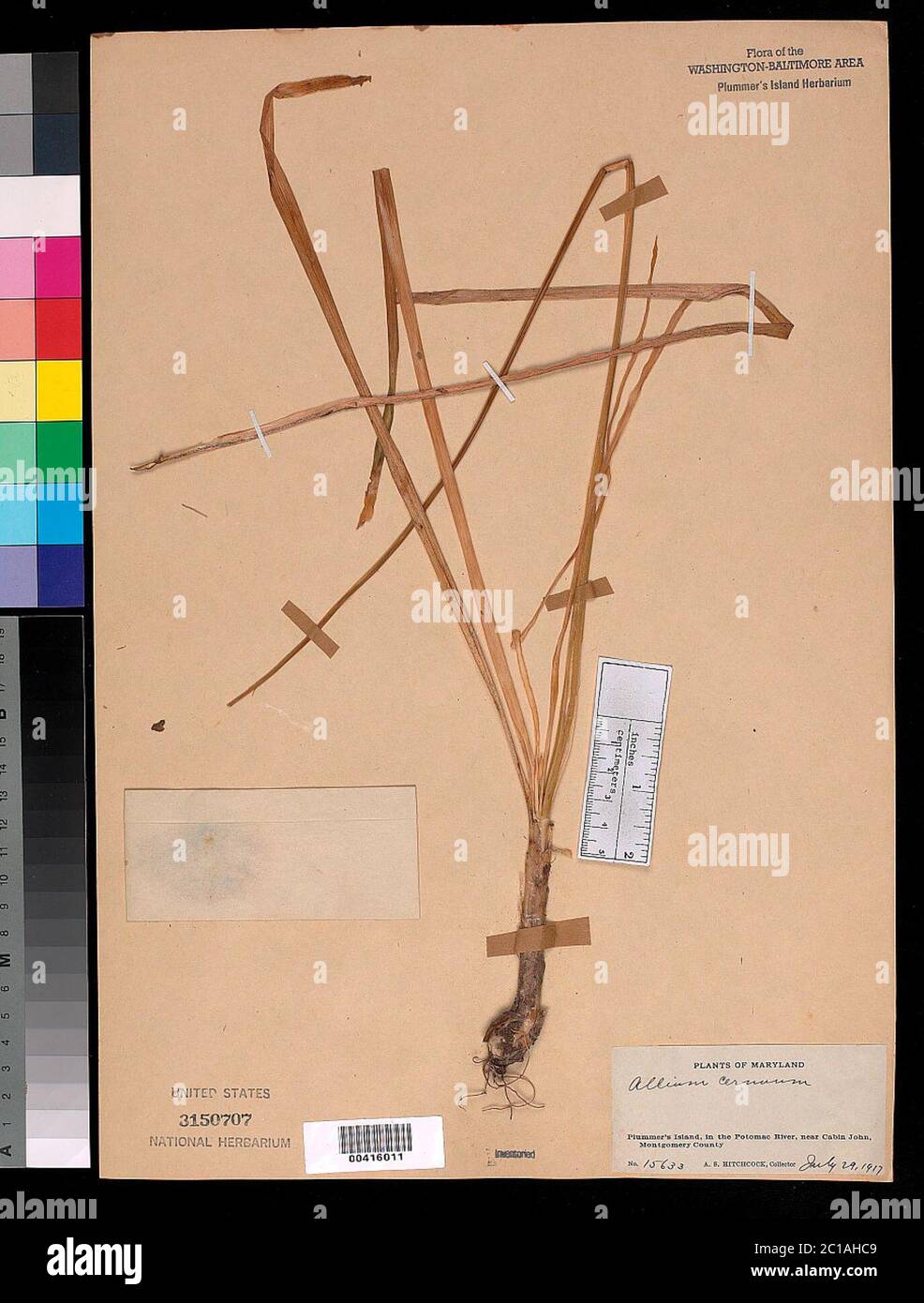 Allium cernuum Roth Allium cernuum Roth. Banque D'Images