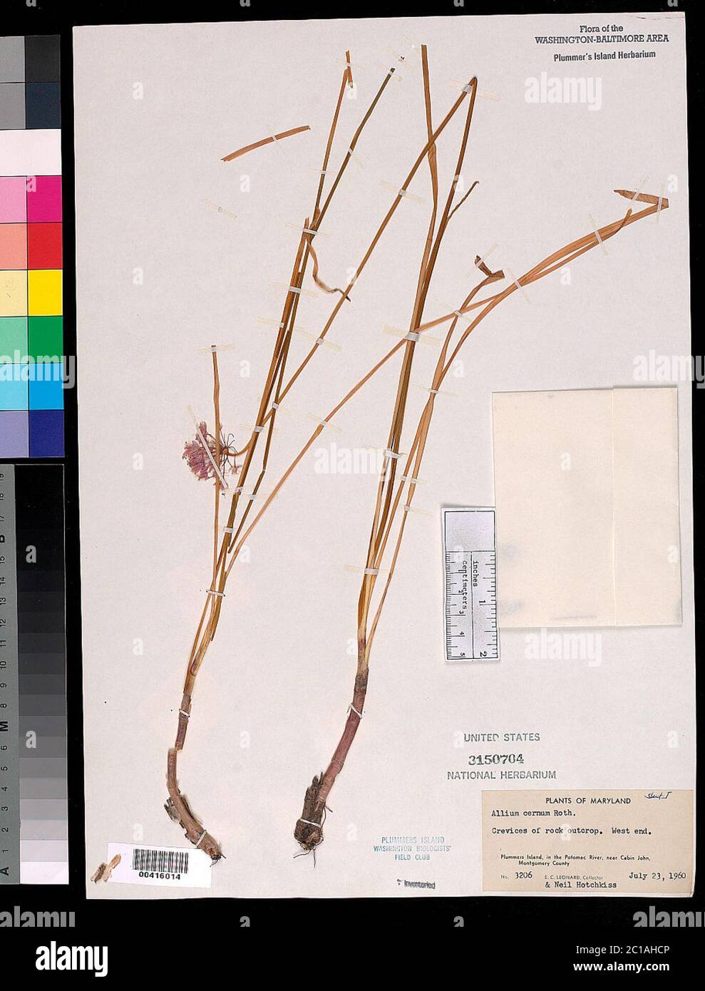 Allium cernuum Roth Allium cernuum Roth. Banque D'Images