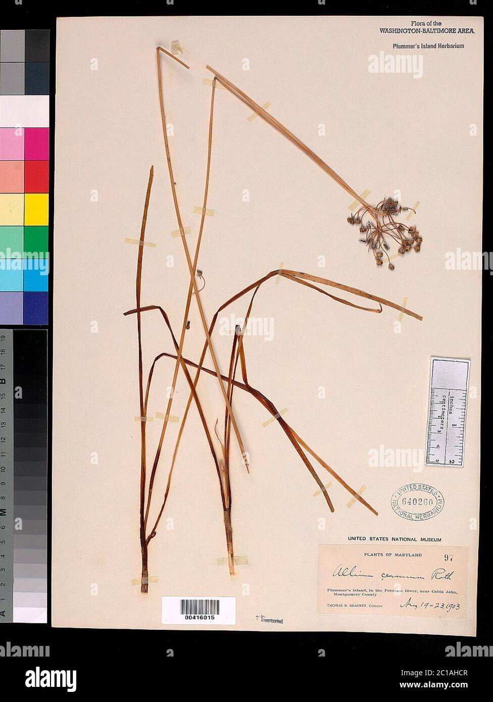 Allium cernuum Roth Allium cernuum Roth. Banque D'Images