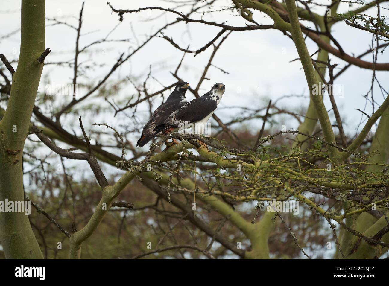 Augur Buteo augurarge oiseau de proie africain avec capture de Mamba vert de l'est Dendroaspis angusticeps serpent très venimeux Banque D'Images