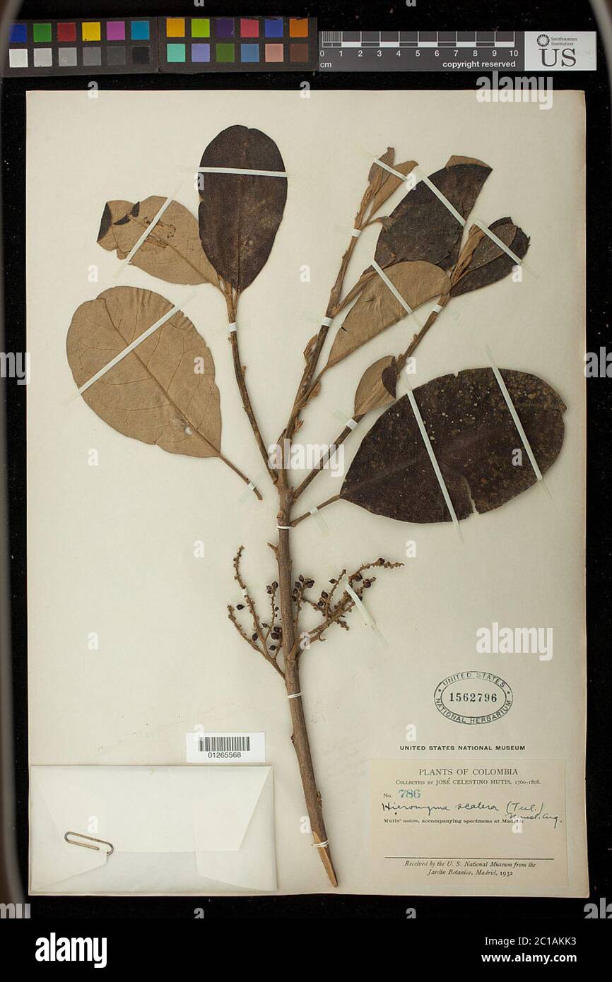 Hieronyma scaprida Tul MLL Arg Hieronyma scaprida Tul MLL Arg. Banque D'Images
