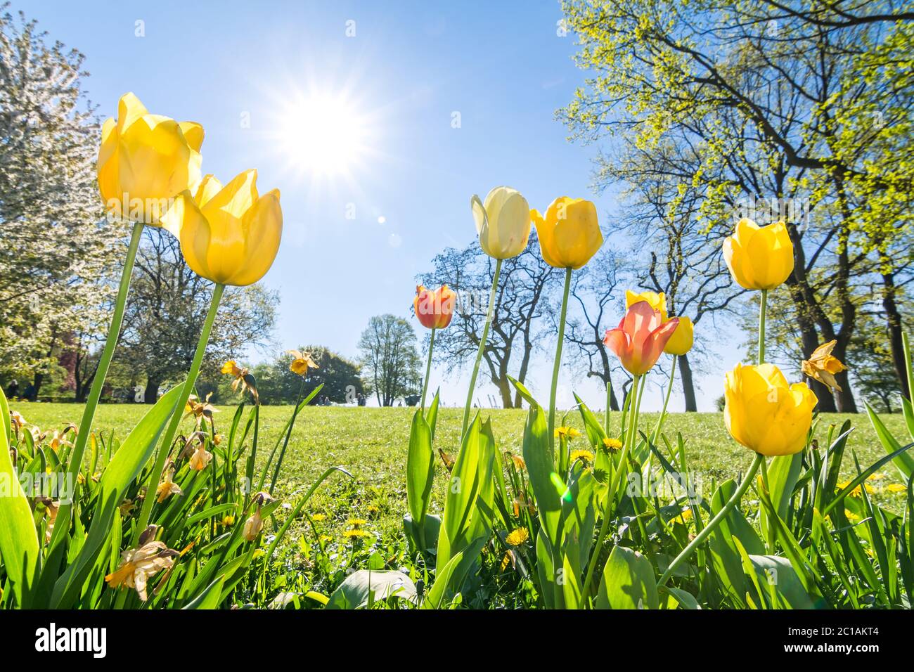 Tulipes sur prairie verte au printemps dans la lumière du soleil Banque D'Images
