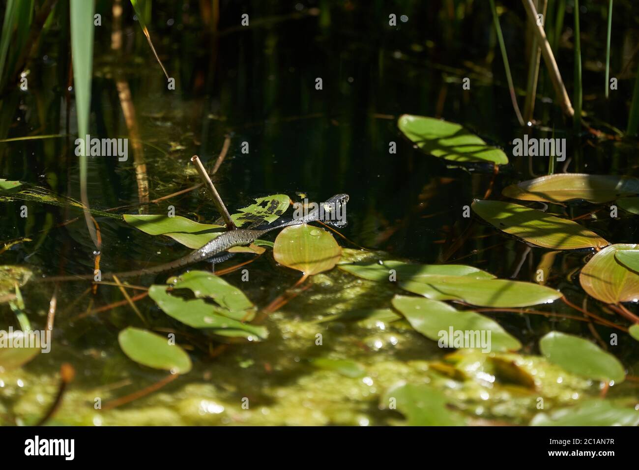 Serpent gras dans le portrait du lac Natrix Natrix Banque D'Images