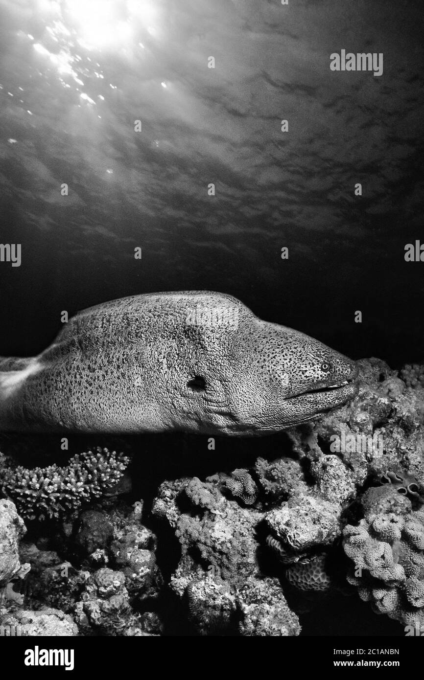 Moray géant - Gymnothorax javanicus Banque D'Images