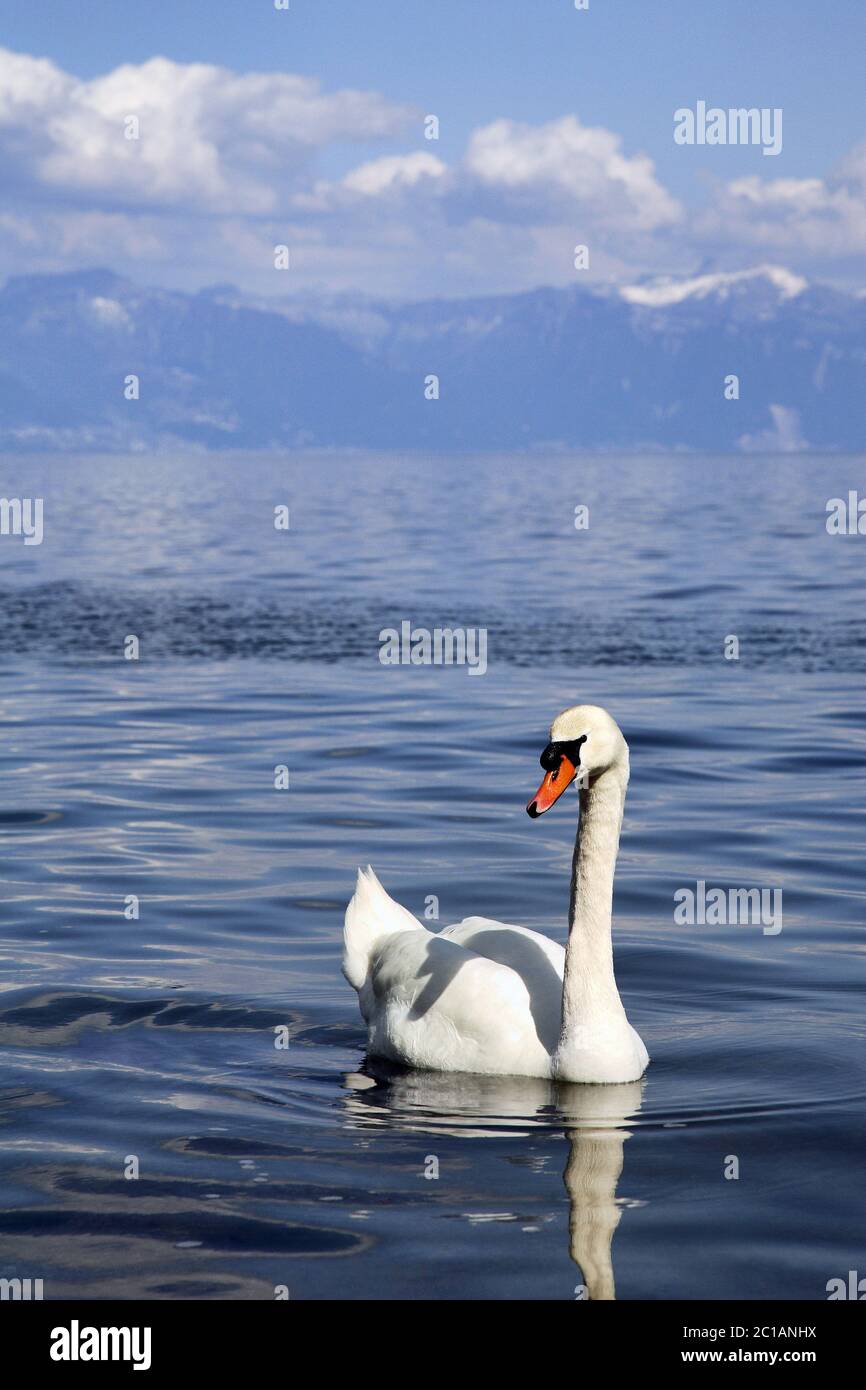 Cygne tuberculé - Cygnus olor Banque D'Images