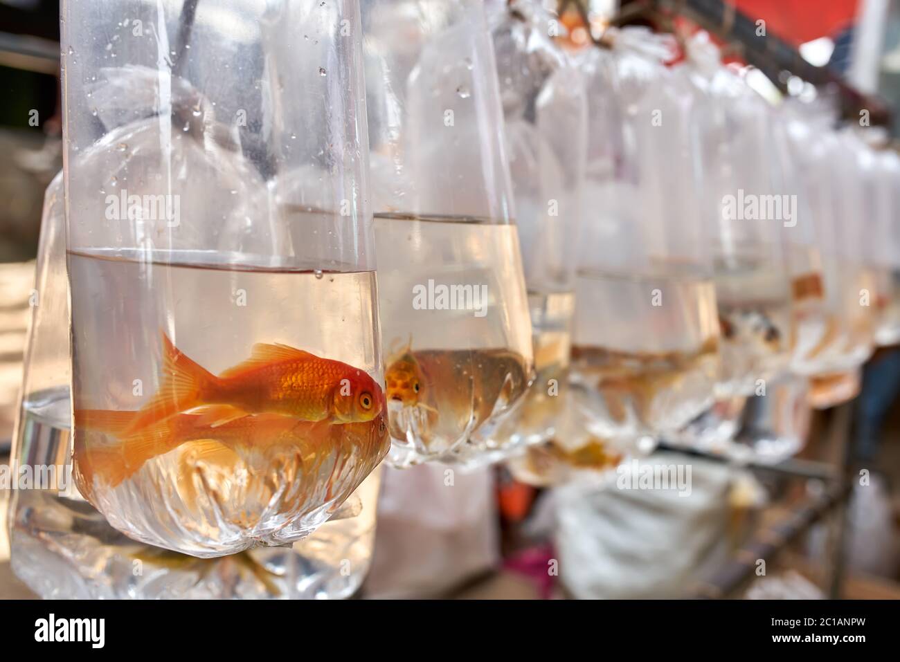 Poissons à l'intérieur de sacs en plastique Banque D'Images