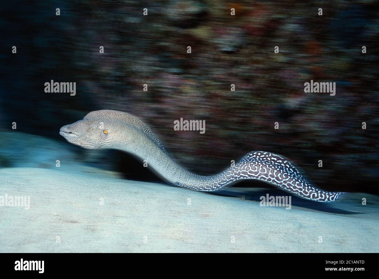 La fièvre jaune Gymnothorax nudivomer - MORAY Banque D'Images