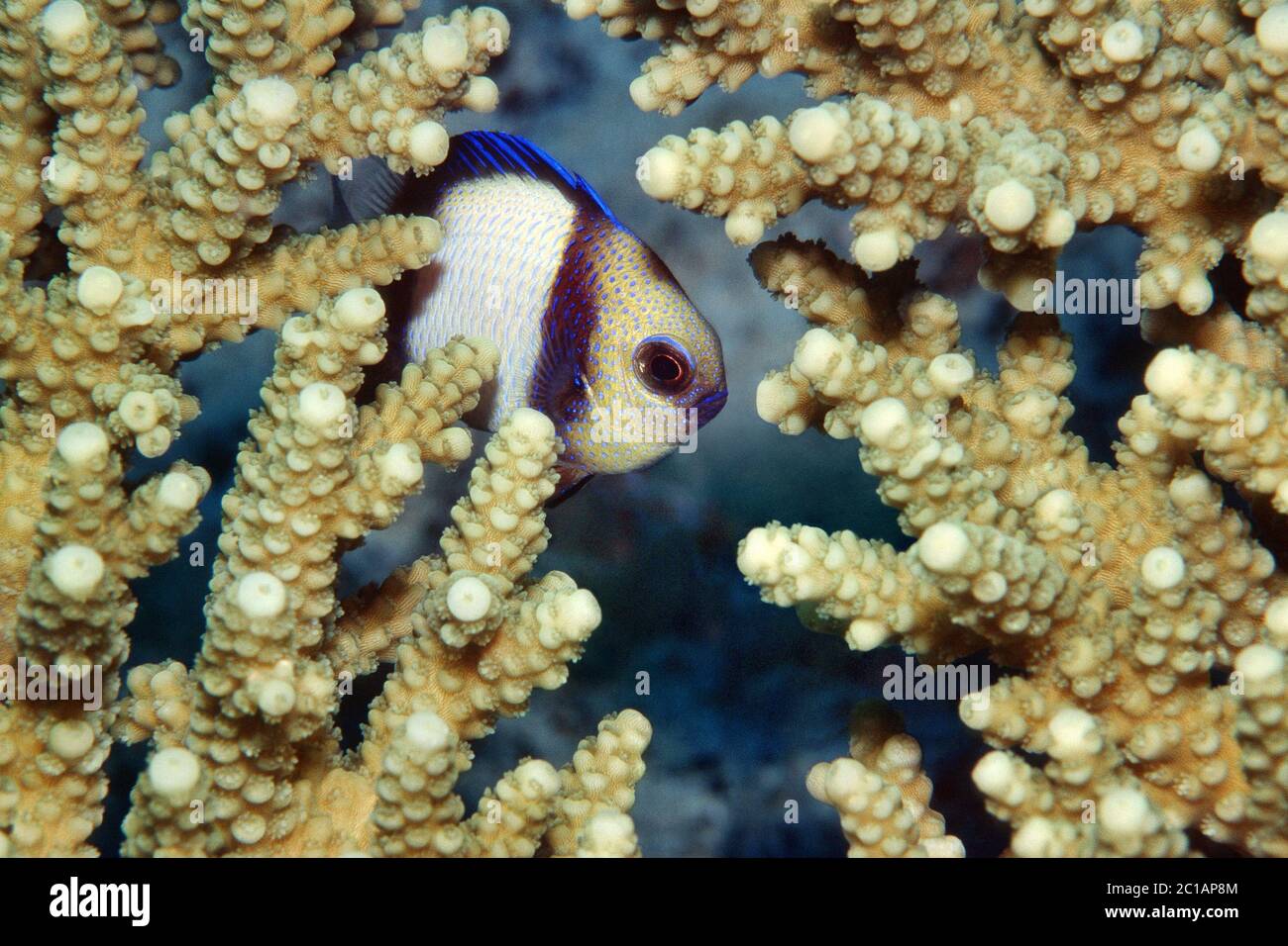 Dascyllus nuageux - Dascyllus carneus Banque D'Images
