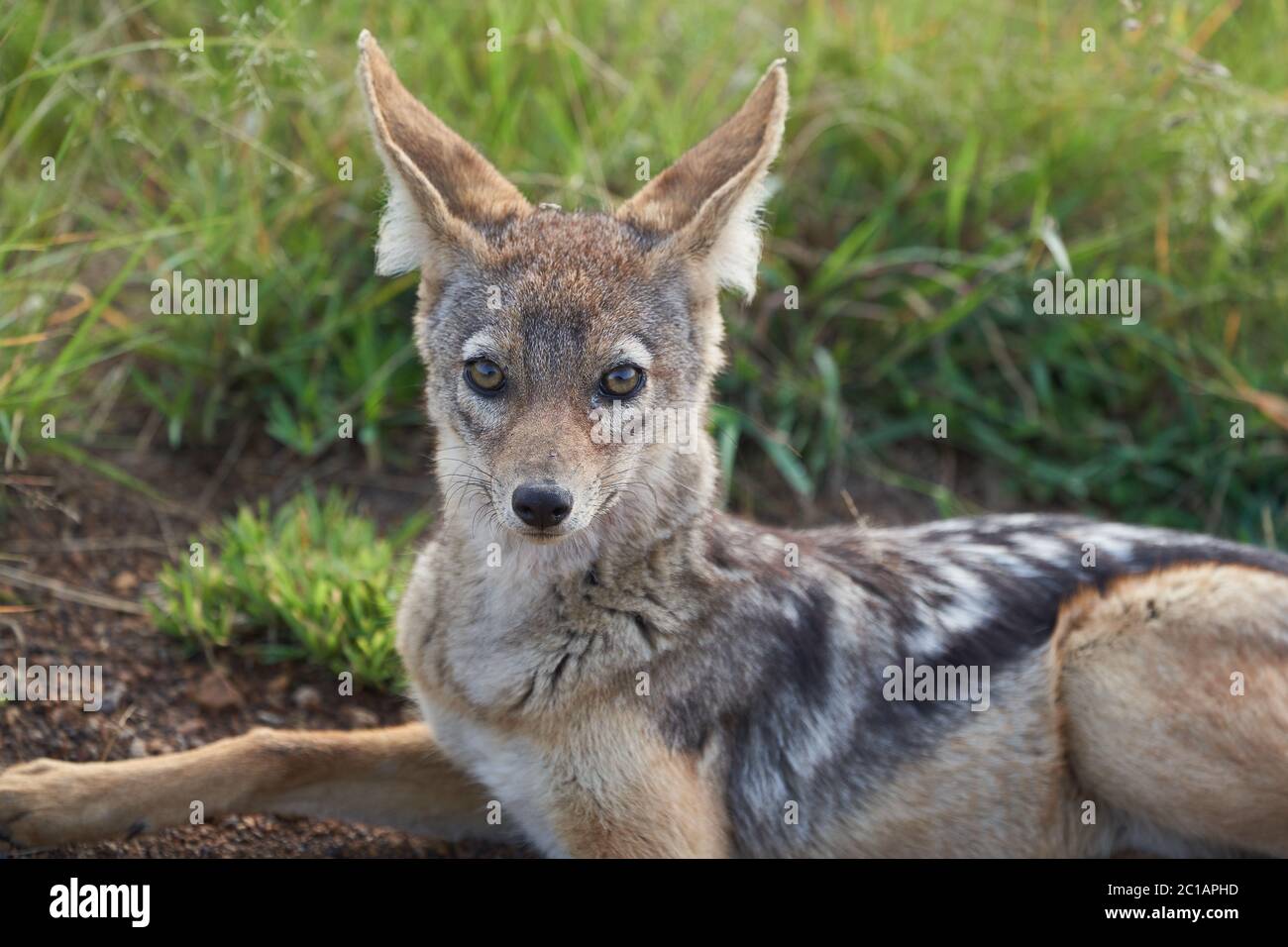 Golden Jackal Canis aureus Safari Portrait sauvage Banque D'Images