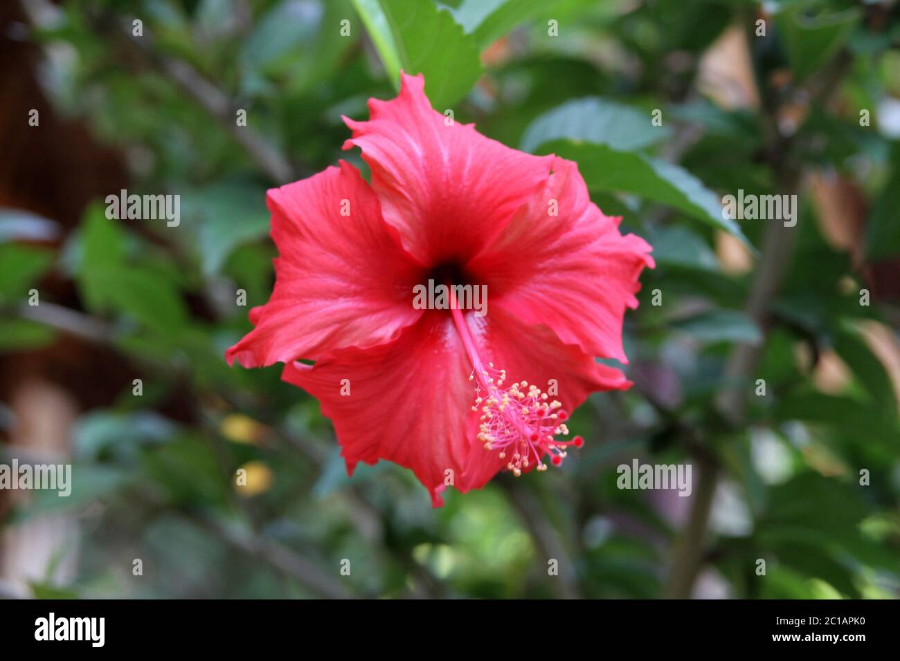 Hibiscus, village d'Ampangorinana, île de Nosy Komba, Madagascar. Banque D'Images