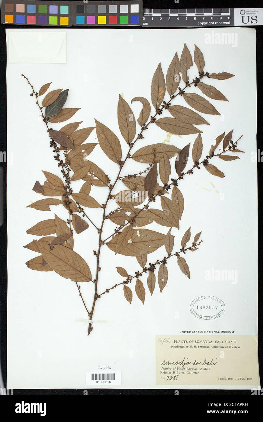 Indet sp Indet sp. Banque D'Images