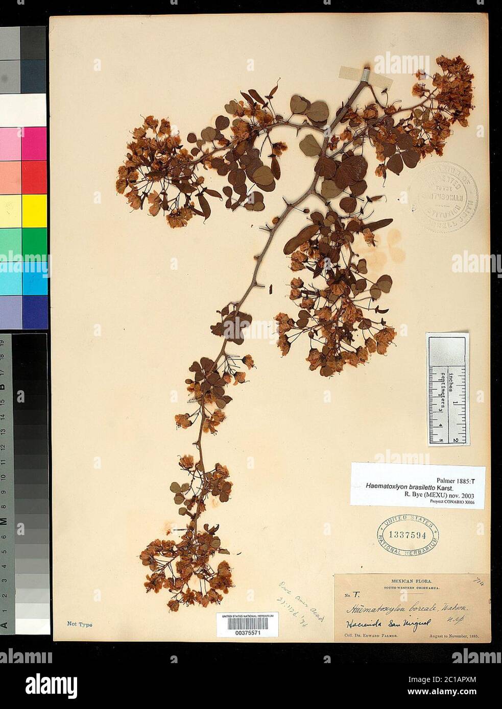 00375571.tif Haematoxylum boreale S Watson. Banque D'Images