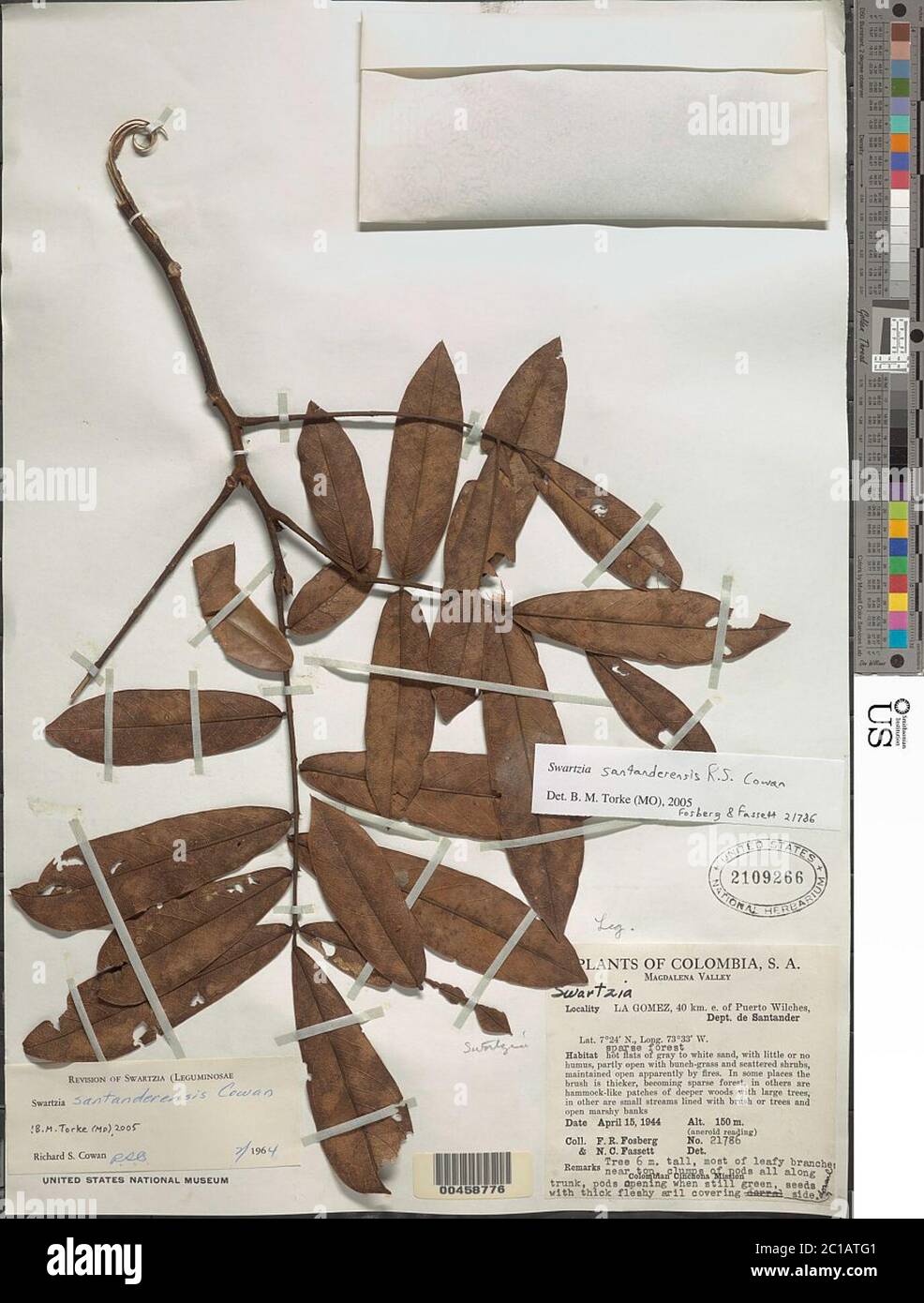 Swartzia santanderensis RS Cowan Swartzia santanderensis RS Cowan. Banque D'Images