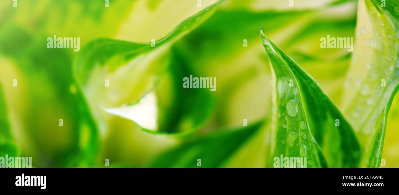 Arrière-plans abstraits à feuilles vertes. Banque D'Images