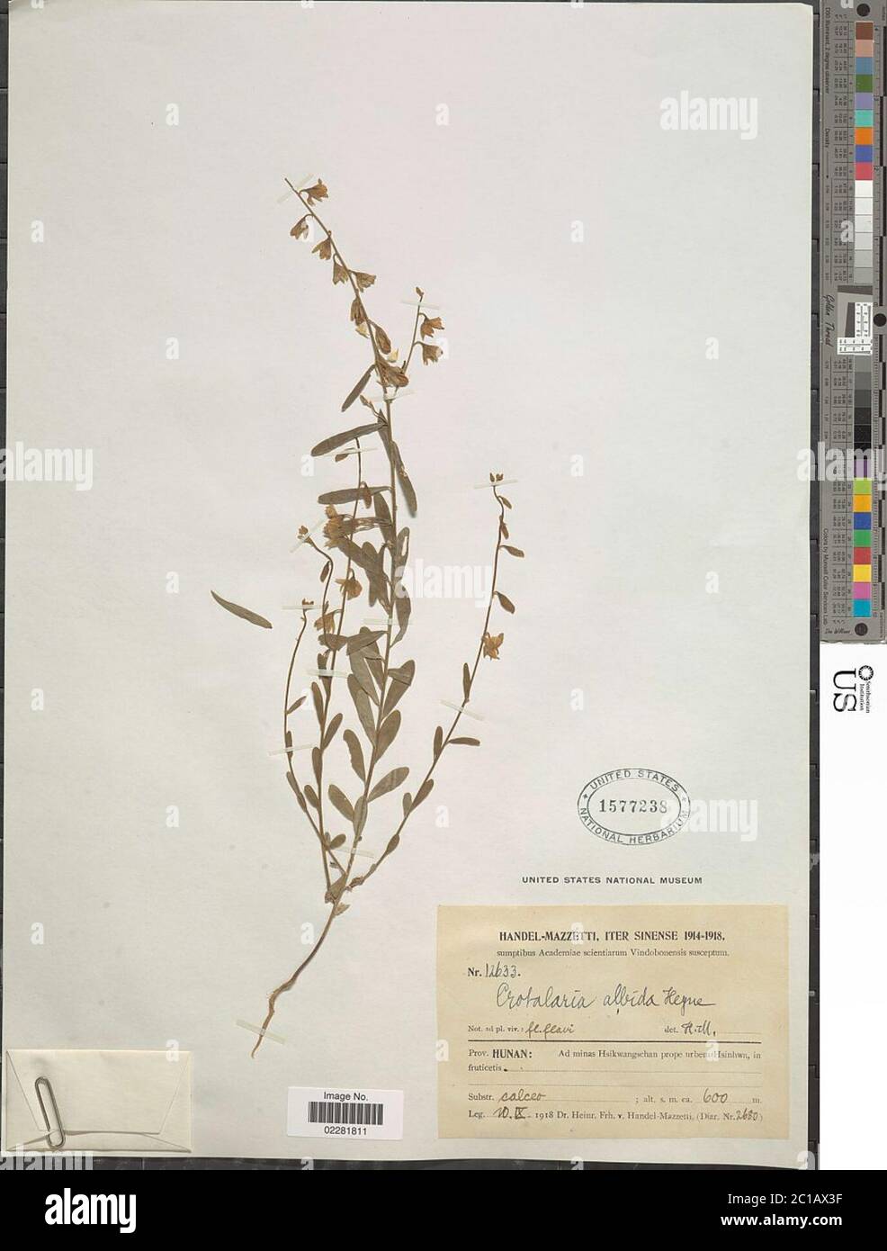 Crotalaria albida B Heyne ex Roth Crotalaria albida B Heyne ex Roth. Banque D'Images