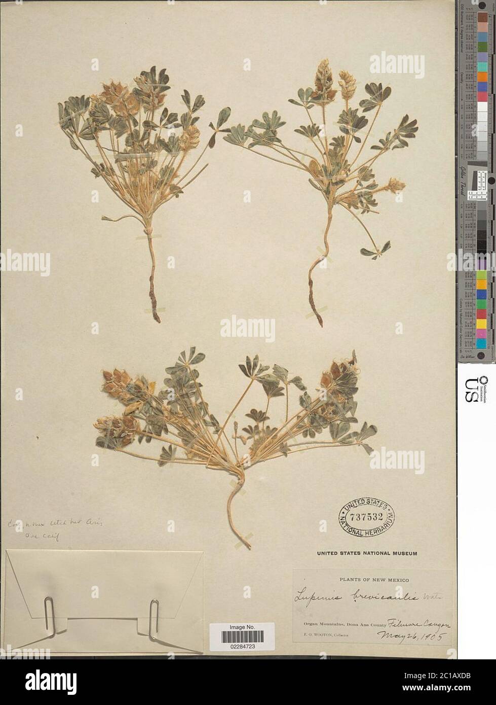 Lupinus brevicaulis S Watson en C King Lupinus brevicaulis S Watson en C King. Banque D'Images