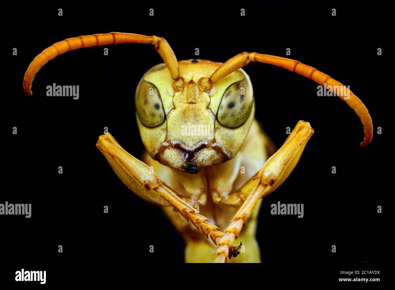 Papier indien - guêpe Polistes hebraeus Banque D'Images
