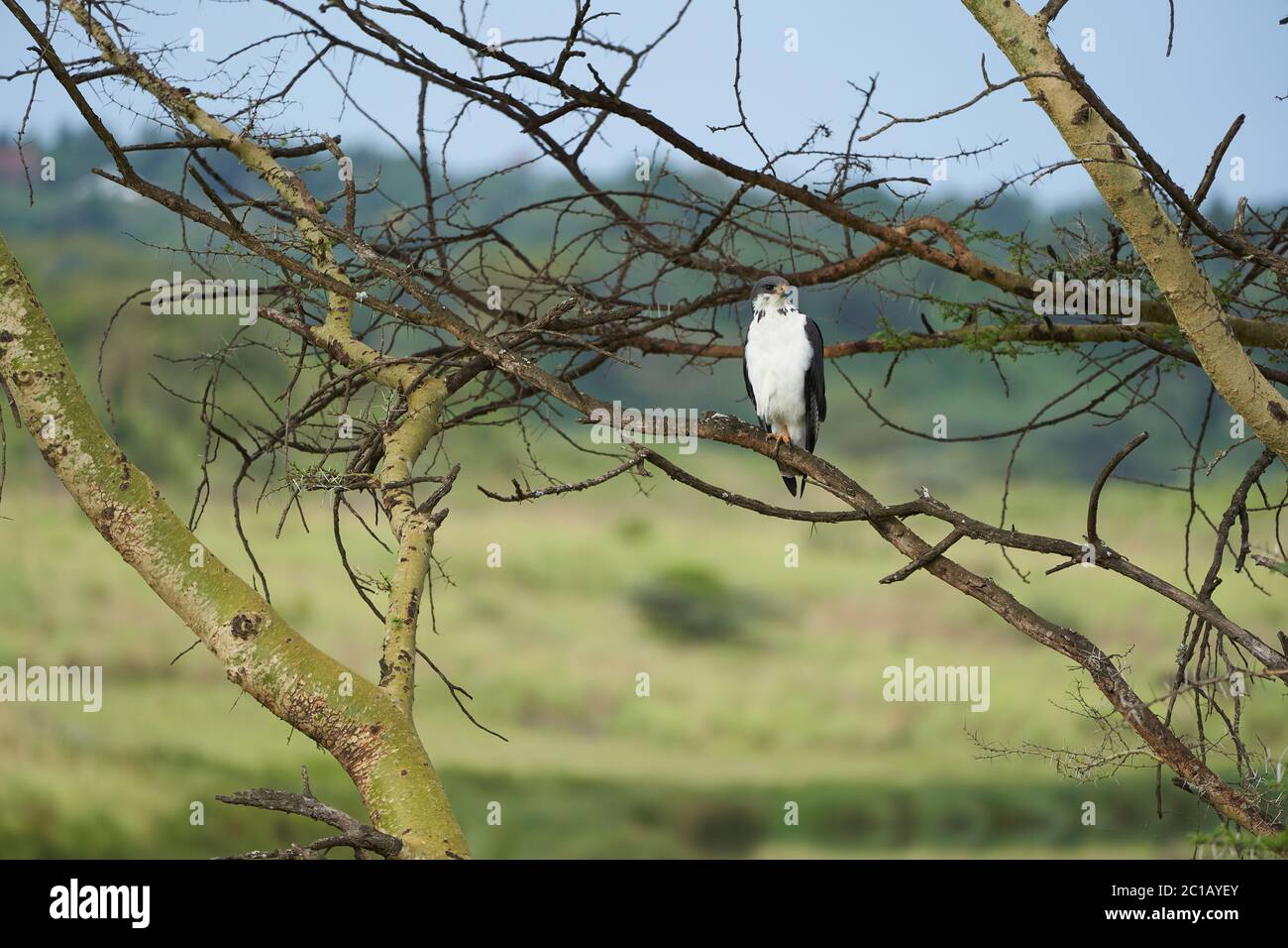 Augur Buteo augurarge oiseau de proie africain avec capture de Mamba vert de l'est Dendroaspis angusticeps serpent très venimeux Banque D'Images
