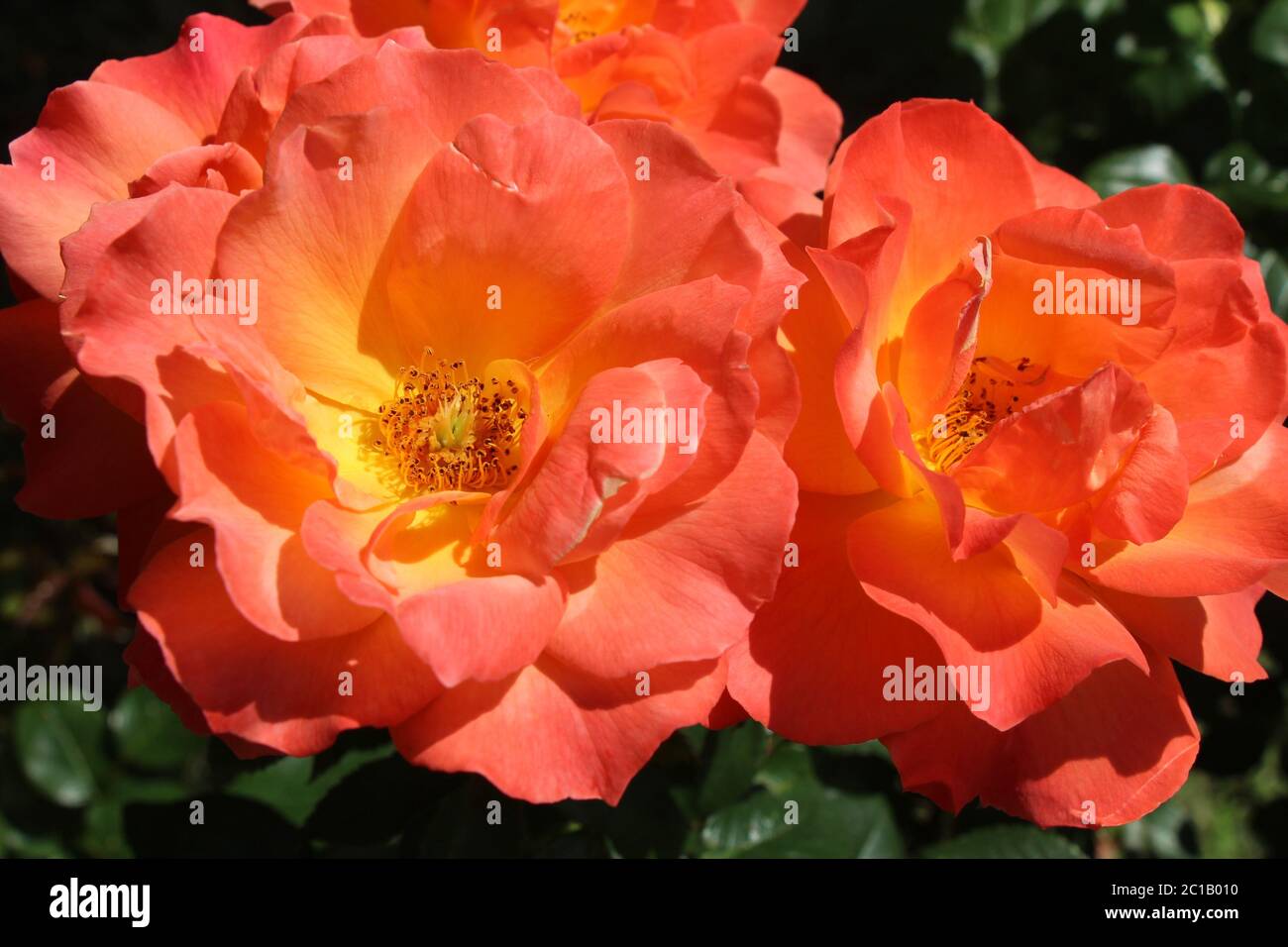 Rose orange vif - deux pétales sont moins que intacts, Banque D'Images