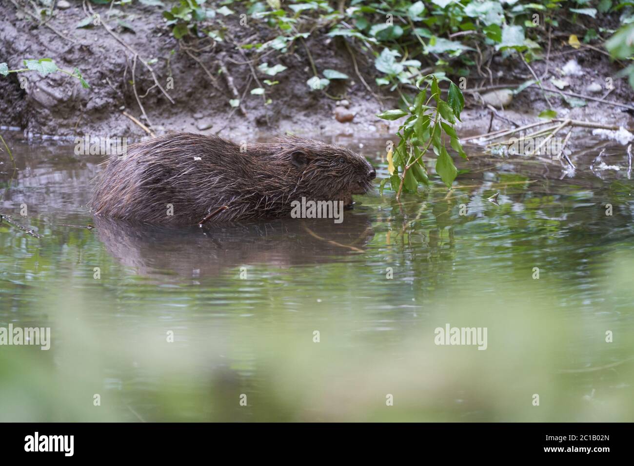 European Beaver eurasien Casting Fibre Portrait River Banque D'Images