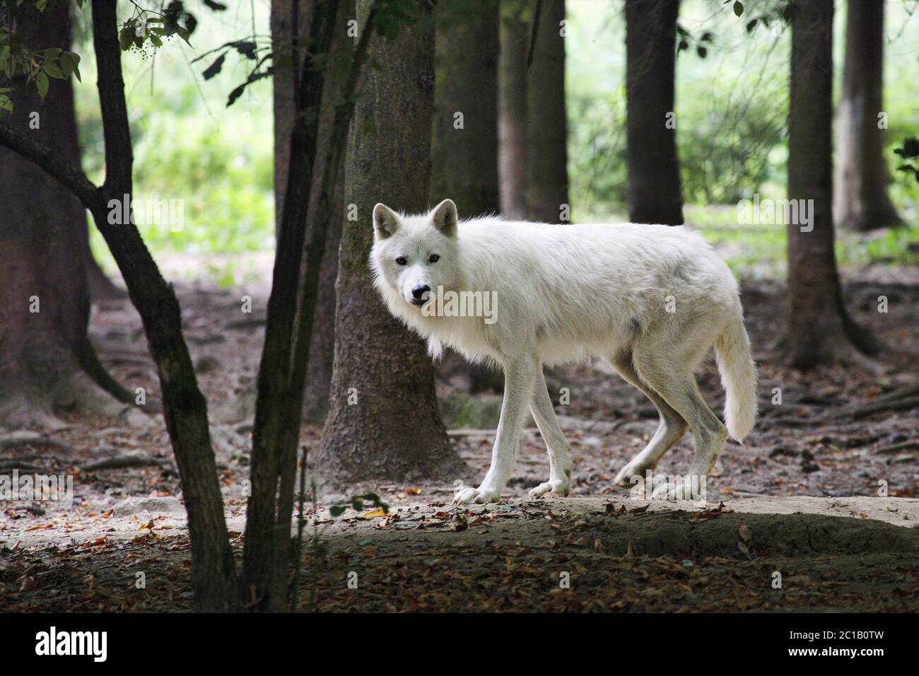 - Loup arctique Canis lupus arctos Banque D'Images