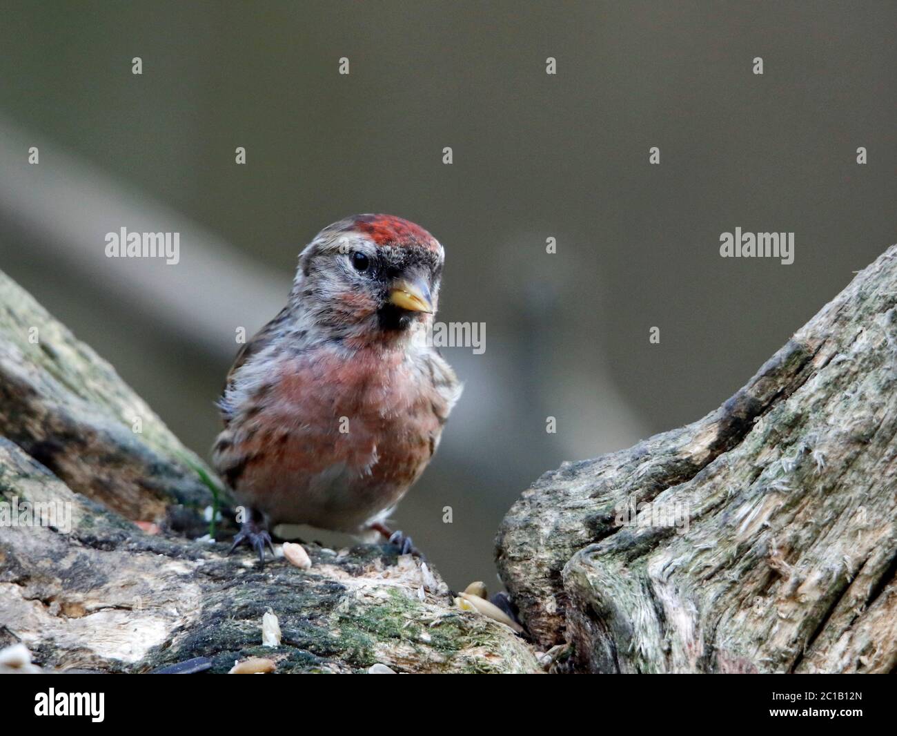 Moins de redpoll dans les bois Banque D'Images