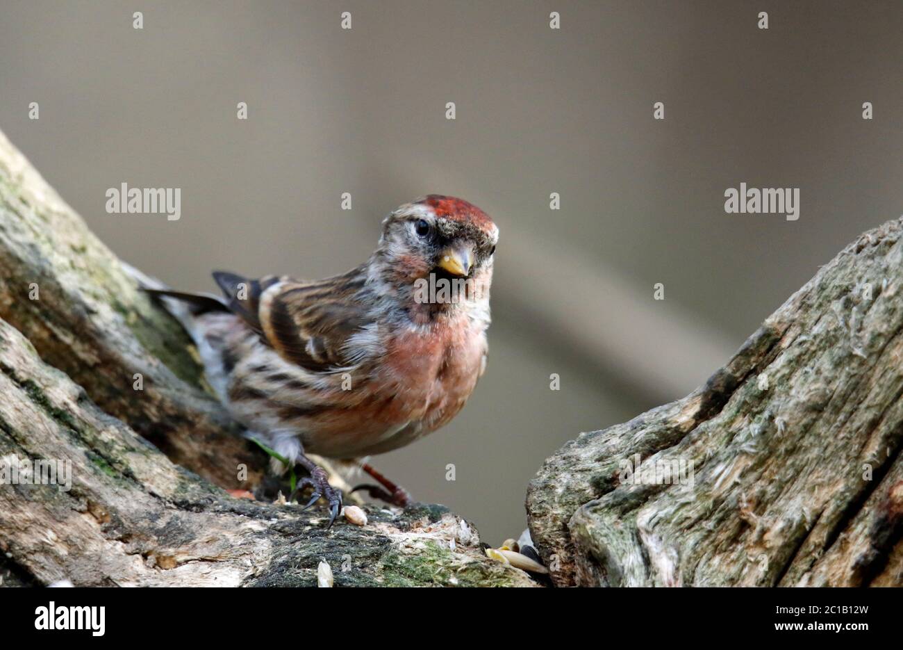 Moins de redpoll dans les bois Banque D'Images