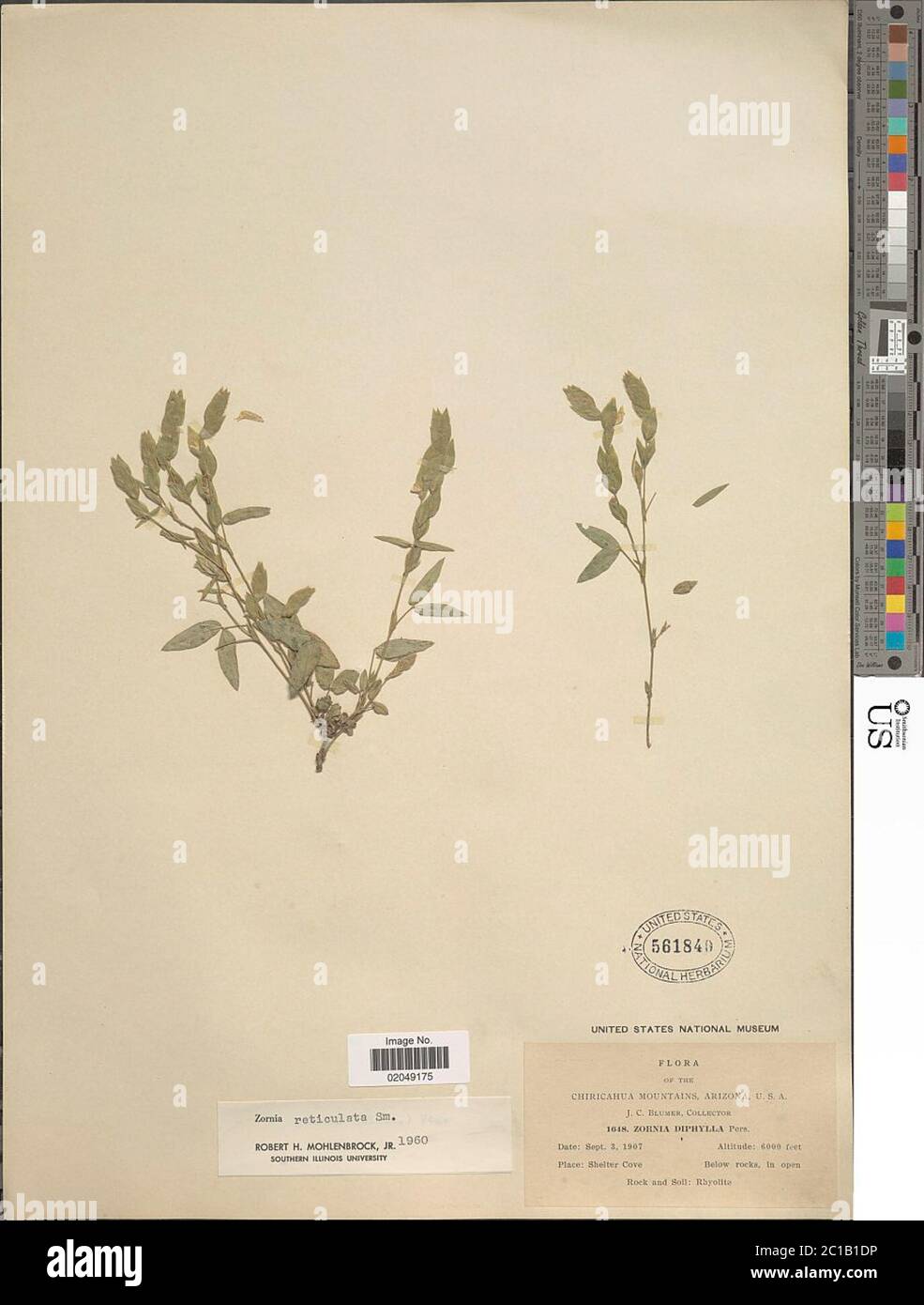 Zornia reticulata SM Zornia reticulata SM. Banque D'Images