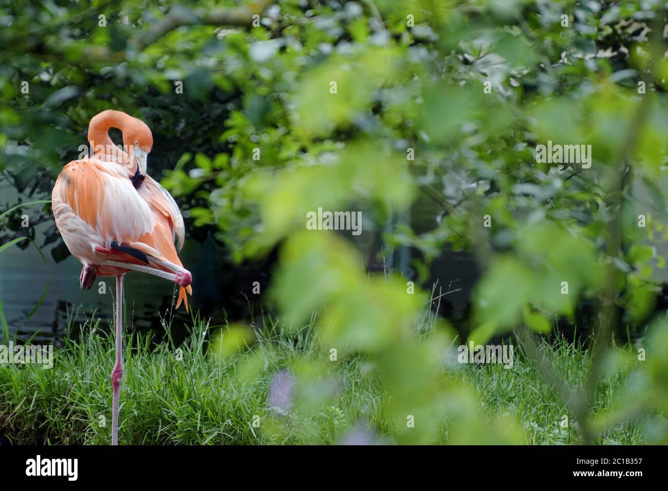Flamants d'Amérique - Phénicopterus ruber Banque D'Images