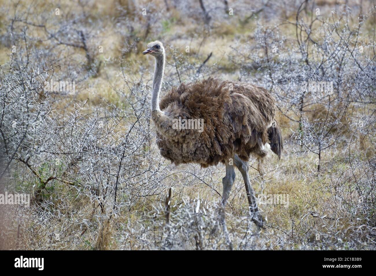 - L'Autruche Struthio camelus Banque D'Images