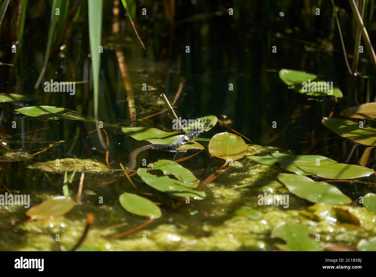 Serpent gras dans le portrait du lac Natrix Natrix Banque D'Images