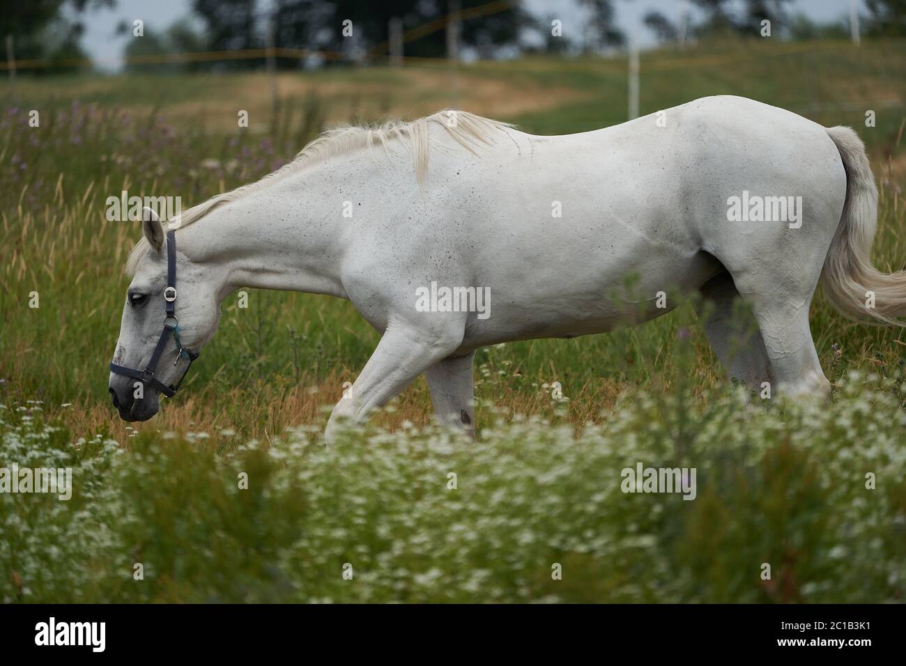 Cheval blanc Equus ferus cabalus Portrait gras Banque D'Images