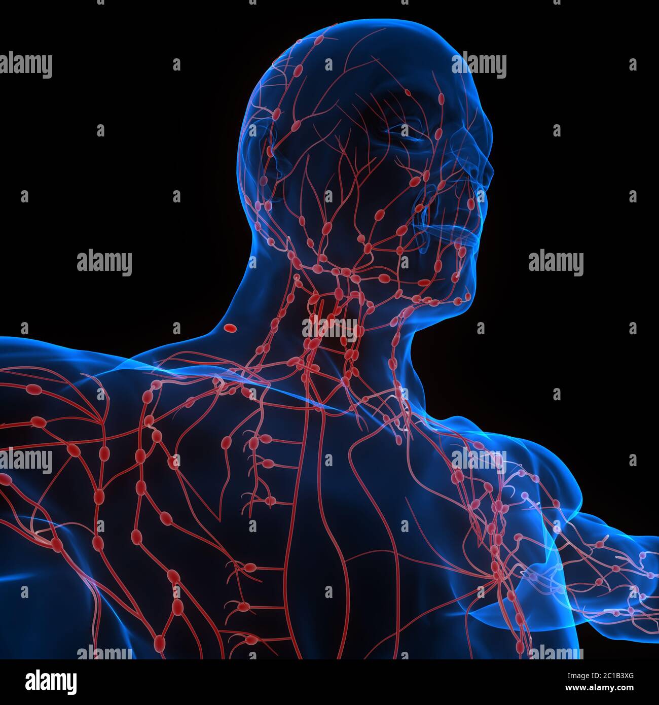 Système interne humain ganglions lymphatiques Anatomie Banque D'Images