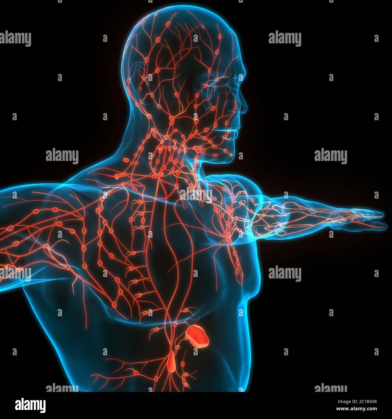 Système interne humain ganglions lymphatiques Anatomie Banque D'Images