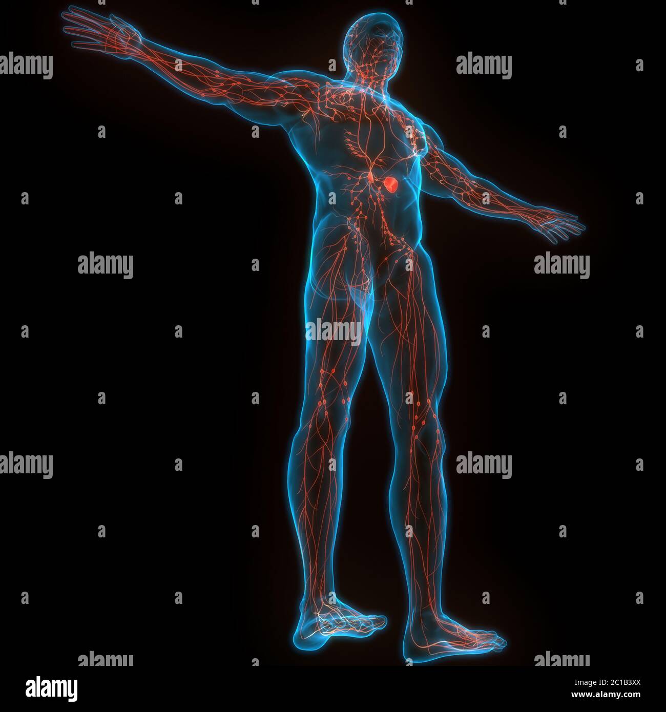 Système interne humain ganglions lymphatiques Anatomie Banque D'Images