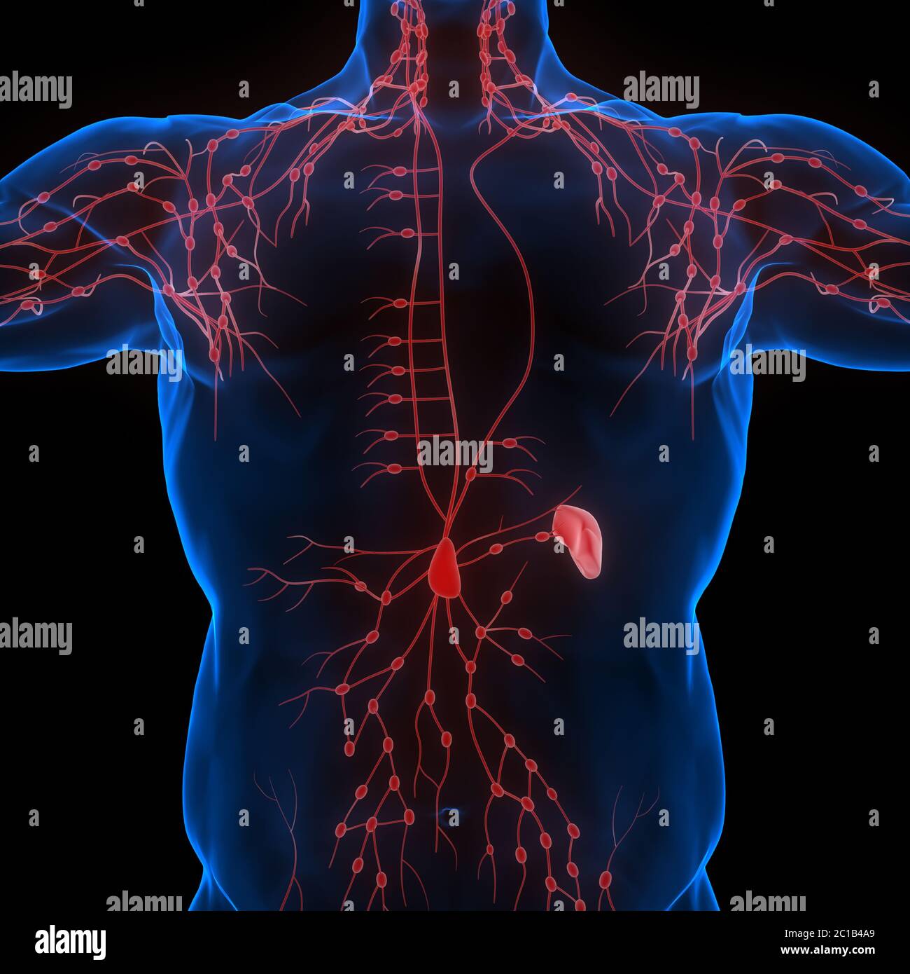 Système interne humain ganglions lymphatiques Anatomie Banque D'Images