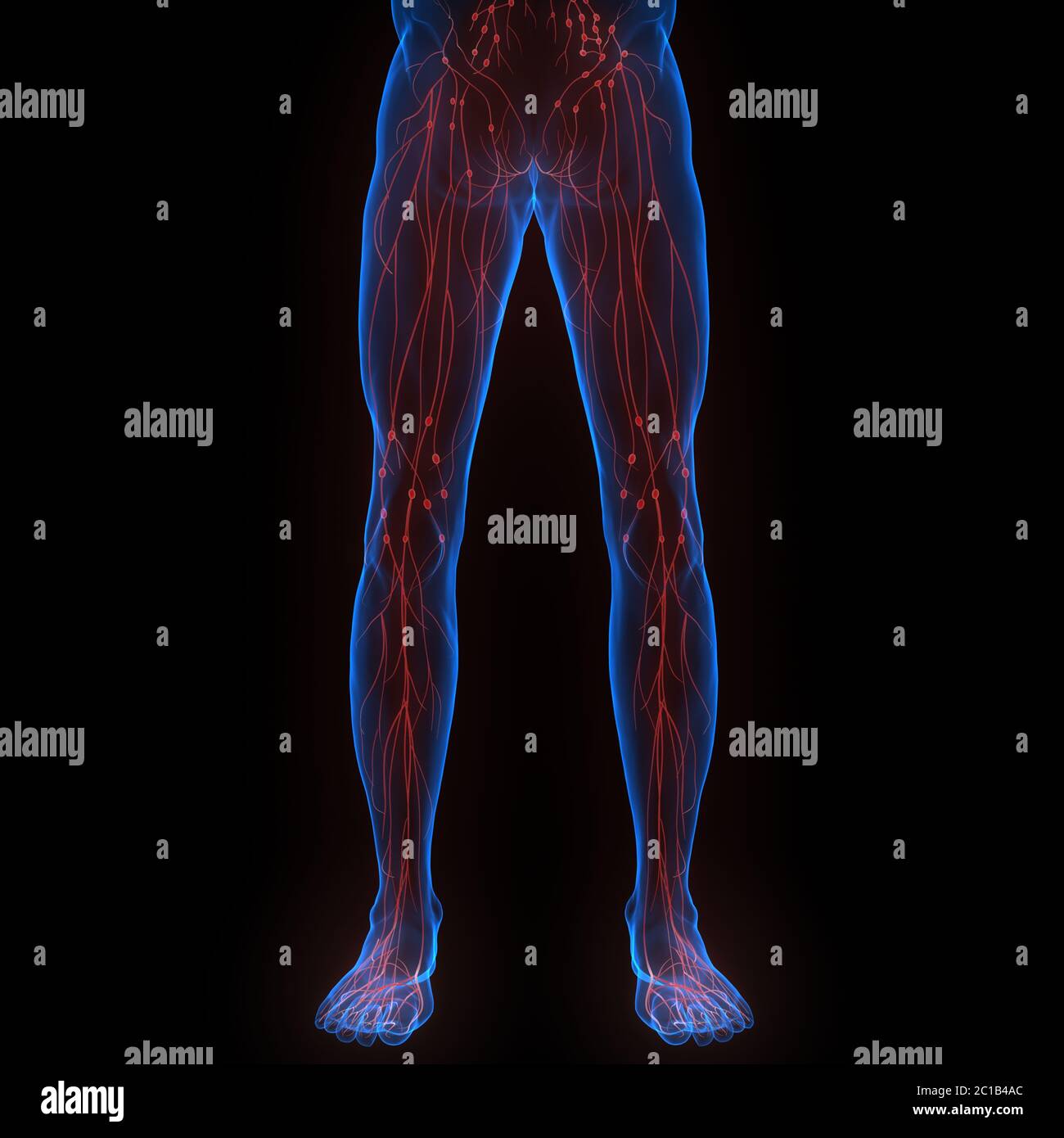 Système interne humain ganglions lymphatiques Anatomie Banque D'Images