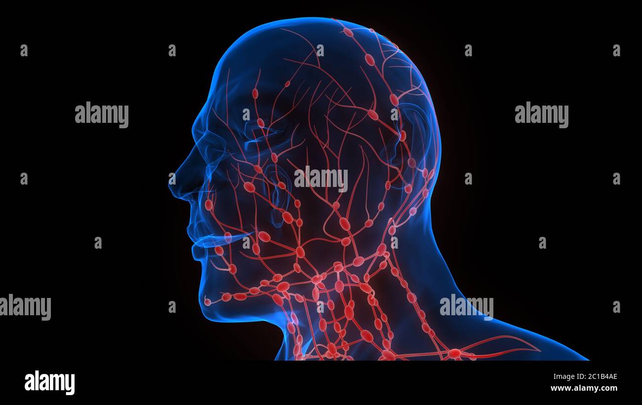 Système interne humain ganglions lymphatiques Anatomie Banque D'Images