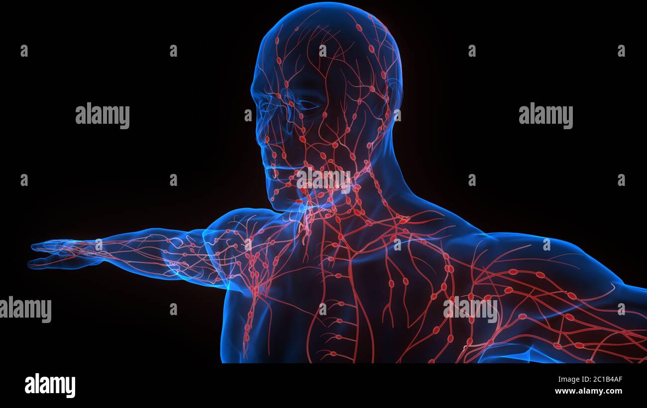 Système interne humain ganglions lymphatiques Anatomie Banque D'Images