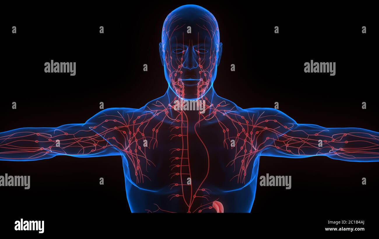 Système interne humain ganglions lymphatiques Anatomie Banque D'Images