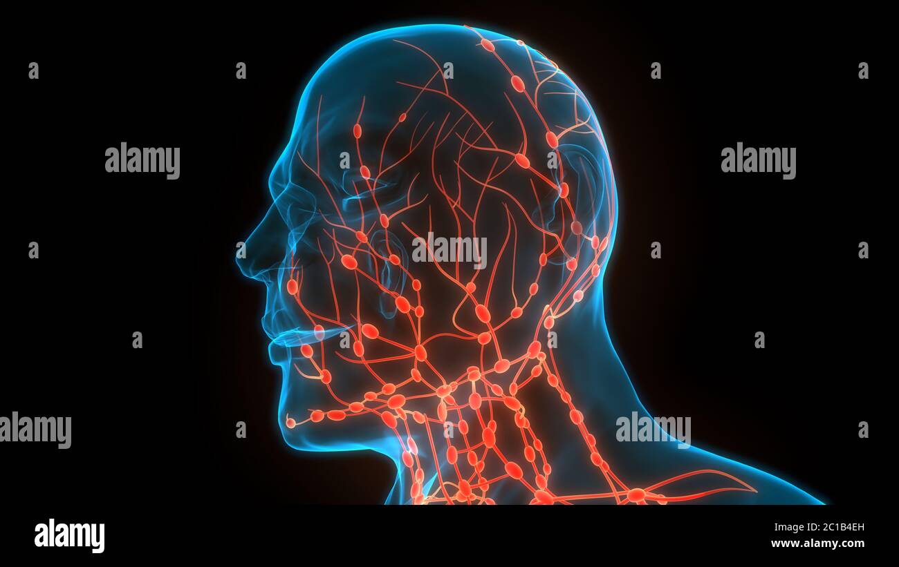 Système interne humain ganglions lymphatiques Anatomie Banque D'Images