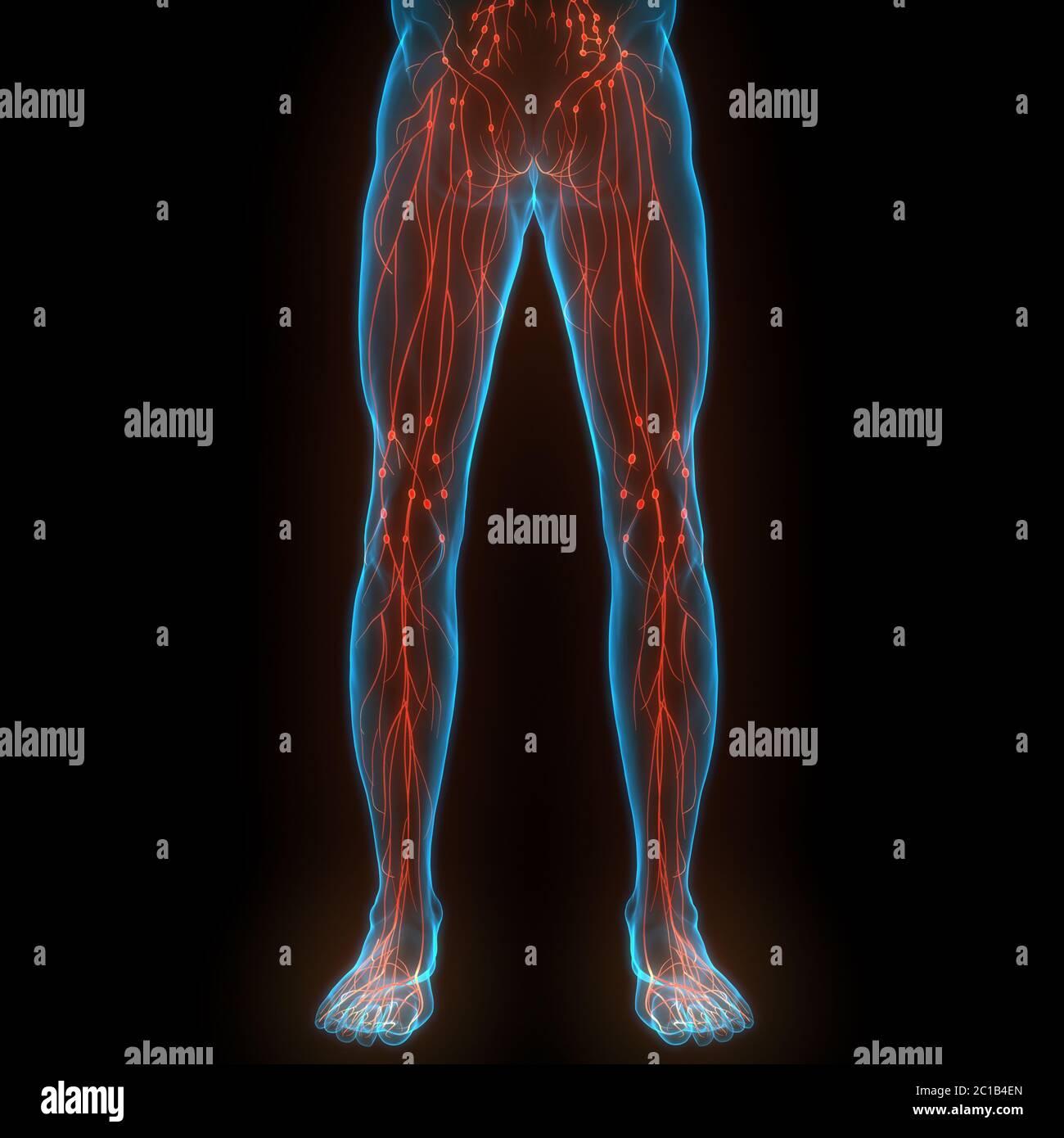 Système interne humain ganglions lymphatiques Anatomie Banque D'Images