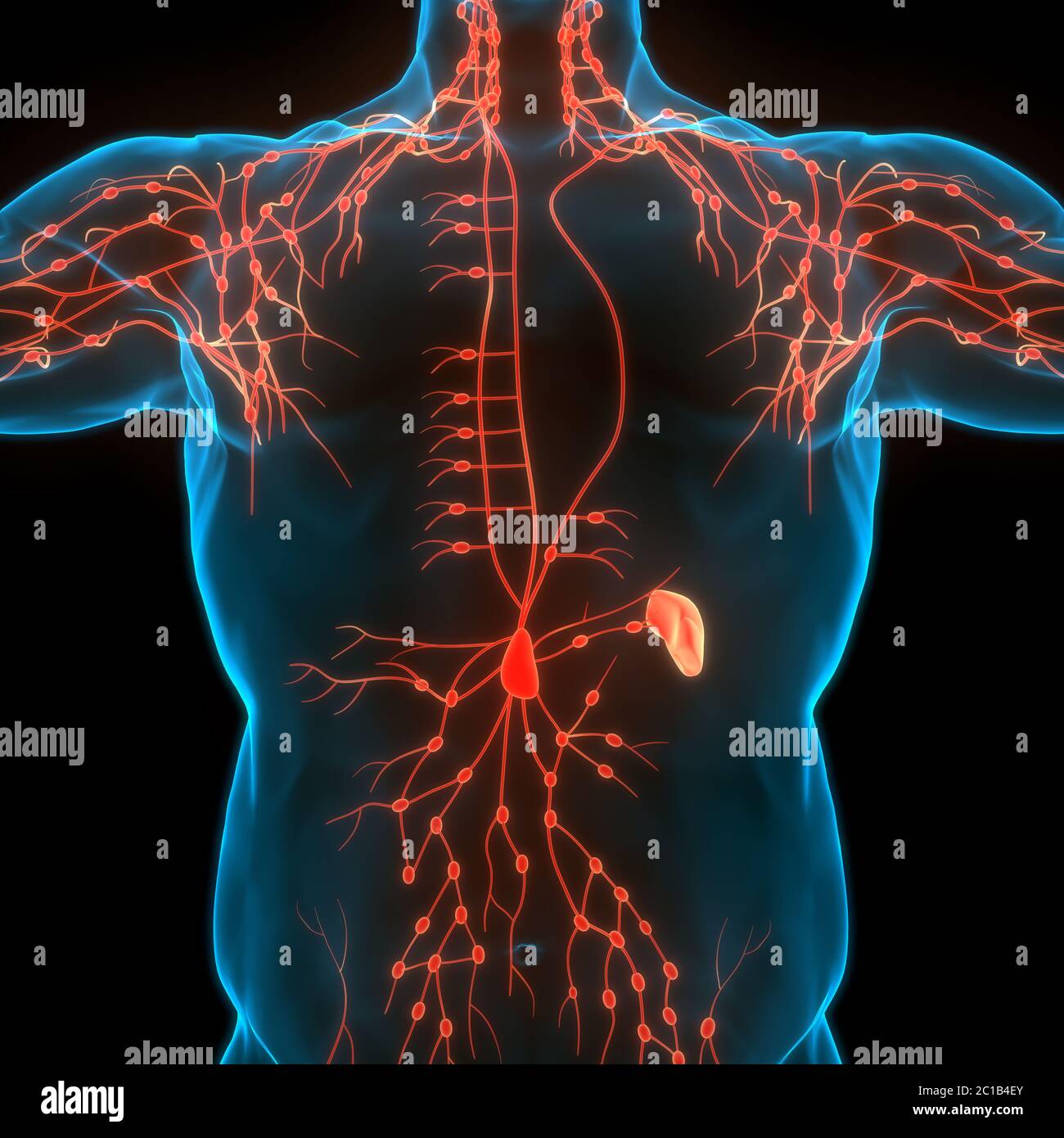 Système interne humain ganglions lymphatiques Anatomie Banque D'Images