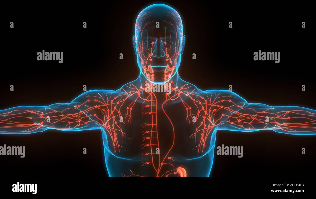 Système interne humain ganglions lymphatiques Anatomie Banque D'Images