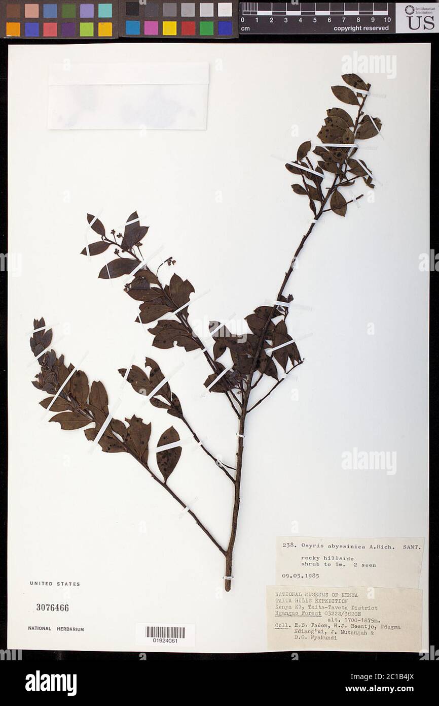 Osyris abyssinica Hochst Osyris abyssinica Hochst. Banque D'Images