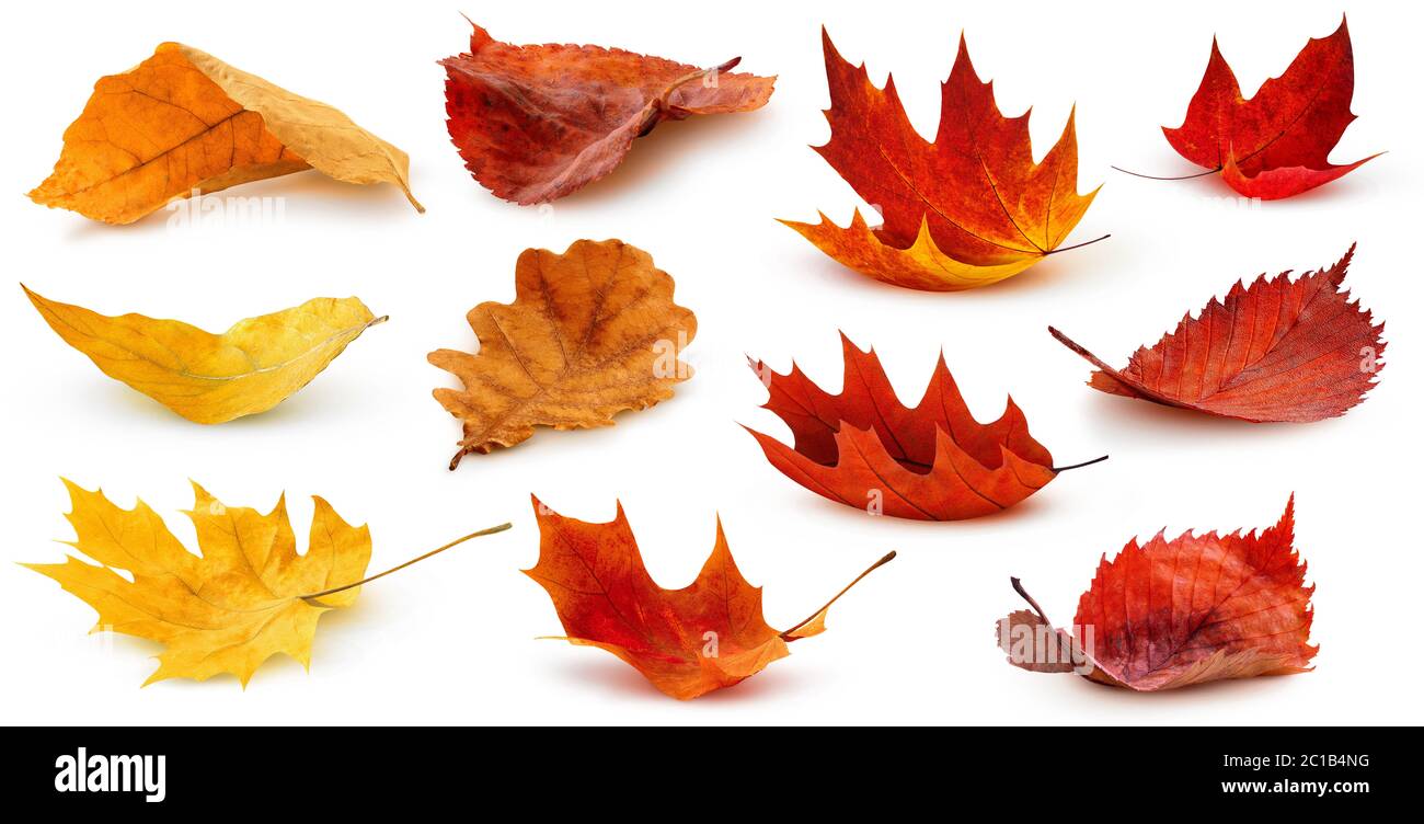 Feuilles isolées. Collection de feuilles d'automne déchue multicolores isolées sur fond blanc Banque D'Images