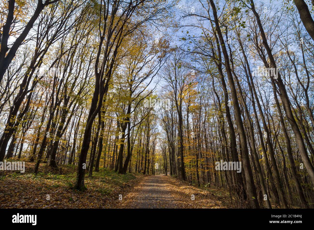 Chemin forestier, entouré de grands arbres à feuilles dans leurs couleurs automnales jaunes, dans les Bois Fruska Gora, un parc de Voivodina, en Serbie. Image o Banque D'Images