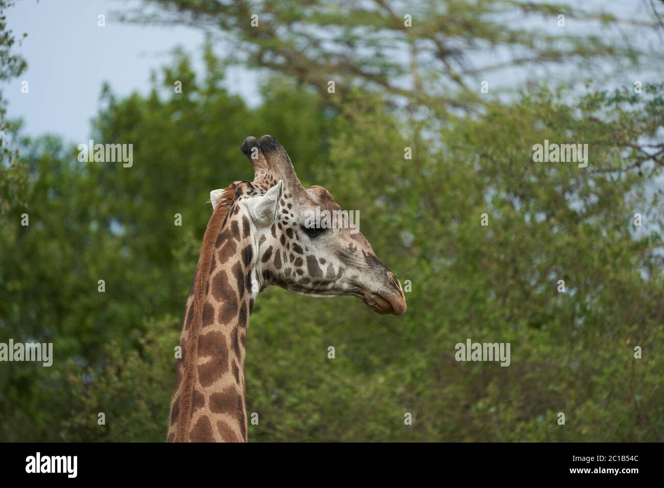 Girafe Afrique Giraffa Safari Big Five Afrique Banque D'Images