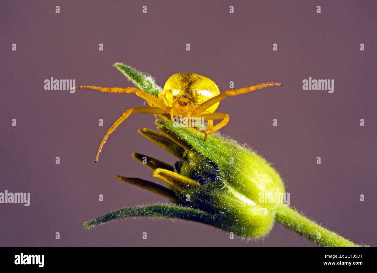 Détail d'une araignée de crabe doré, Misumena vatia, sur une fleur sauvage de balsamroot. Ils peuvent changer leur couleur de blanc à jaune pour se fondre en wi Banque D'Images